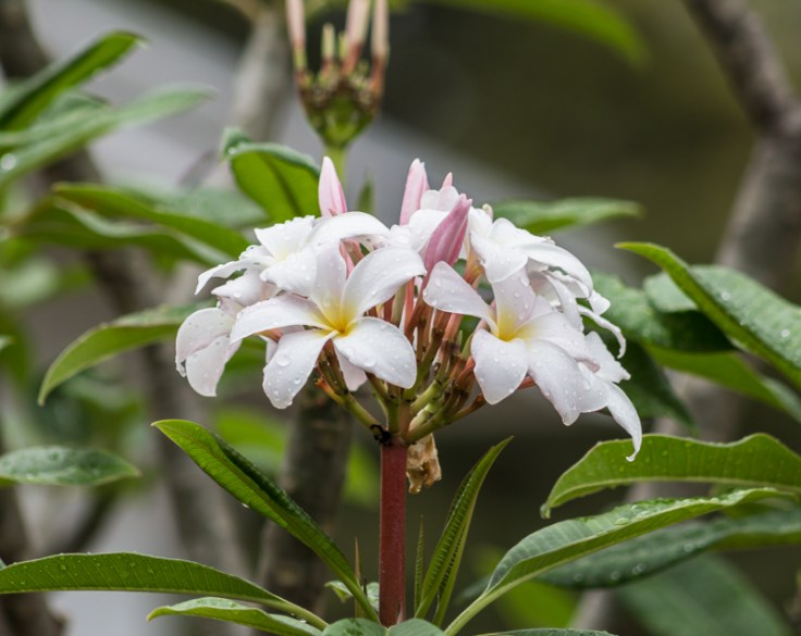 rainydayplumeria8002