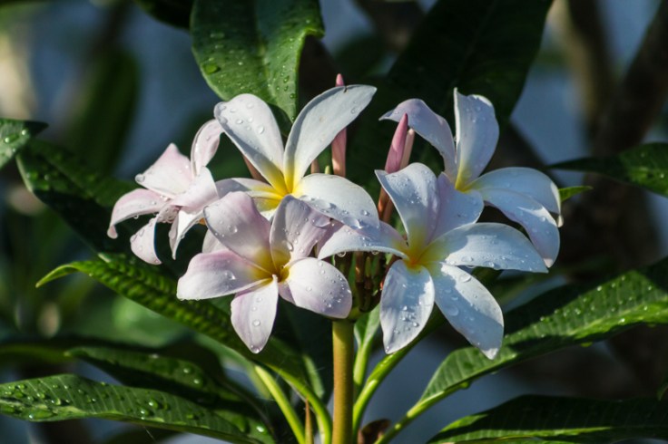 plumeria5217